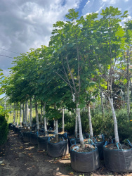 014BF1B1-E57D-4010-B226-8AF22635
