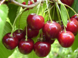 7091781491