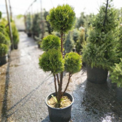tuya_zapadnaya_smaragd_5_sharov_160_180_thuja_occidentalis_smaragd_35l_kb