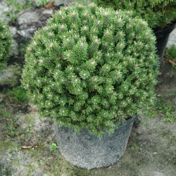 бенджамин